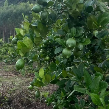 广东香水柠檬