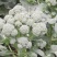 西蓝苔香芋冬瓜