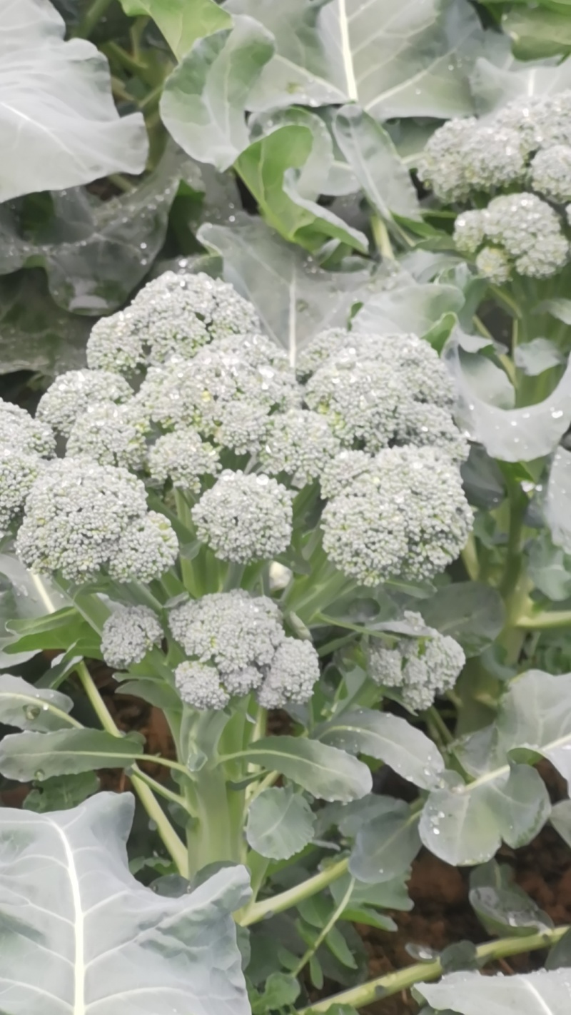 西蓝苔香芋冬瓜