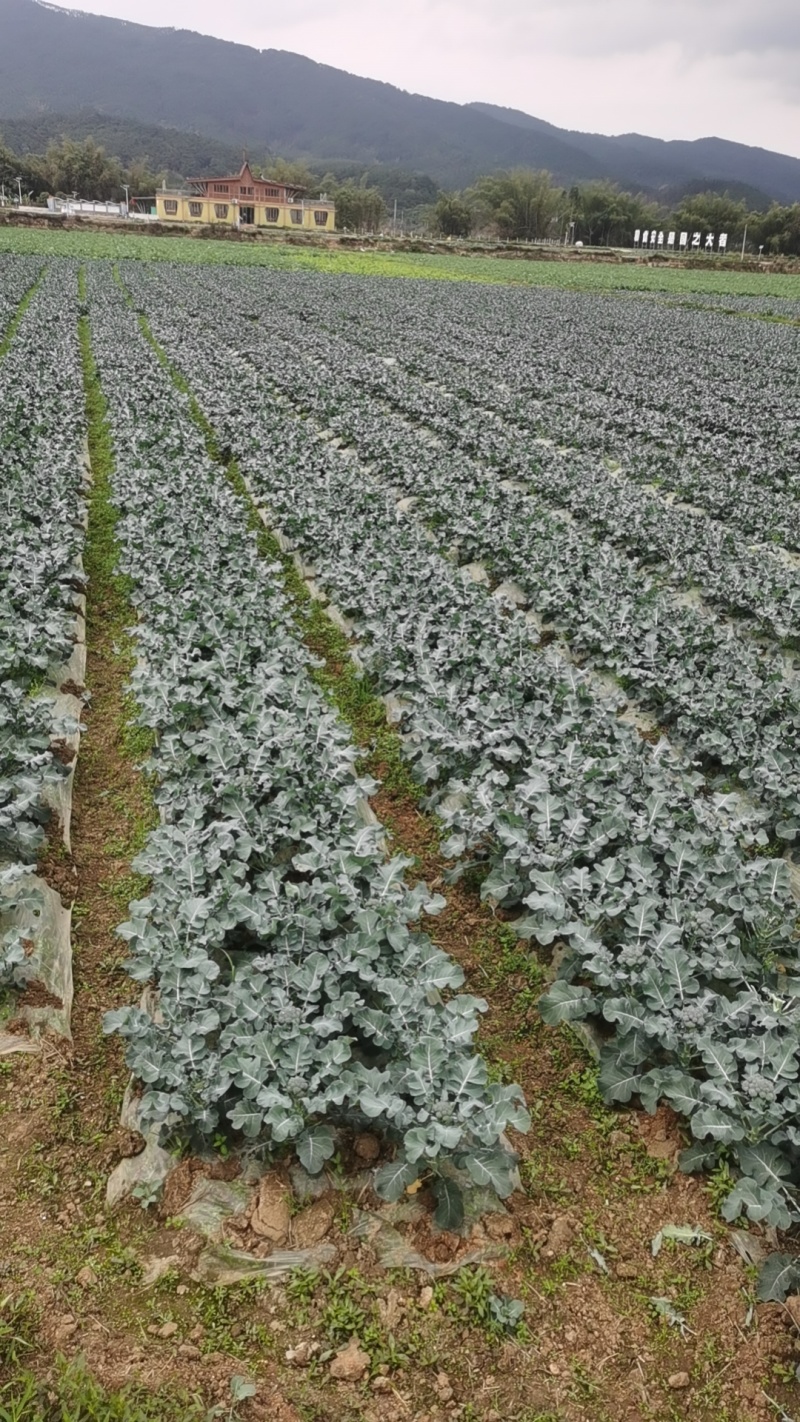 西蓝苔香芋冬瓜