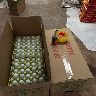 绿壳鲜鸡蛋双色