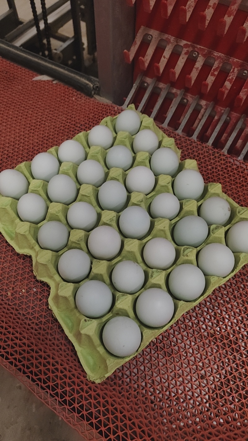 绿壳鲜鸡蛋双色