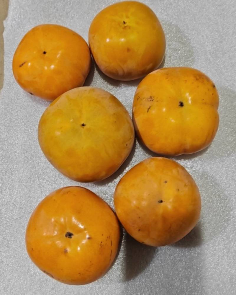 嘉树脆柿
