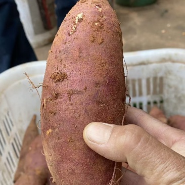榴莲蜜薯