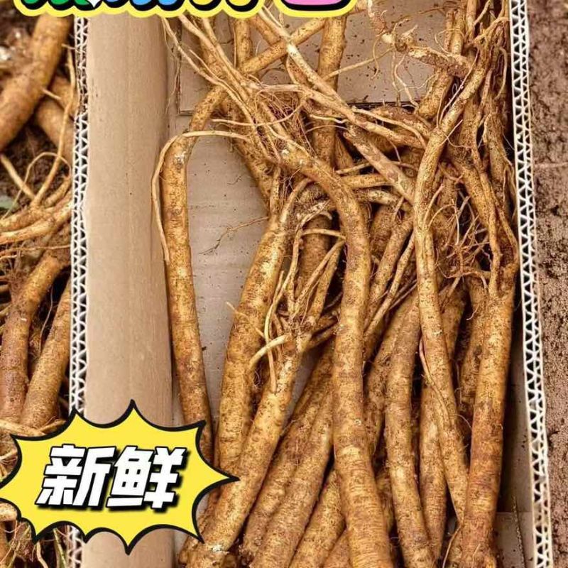 党参