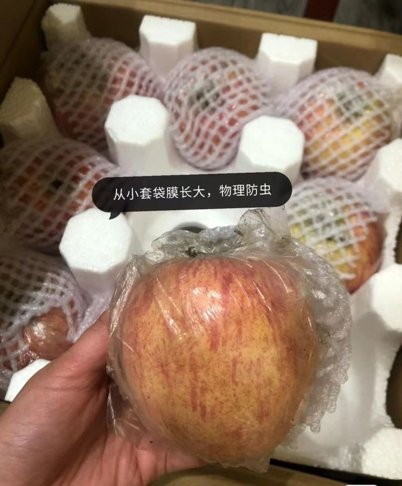山西红富士