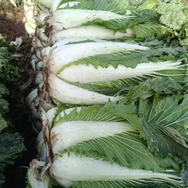 大白菜