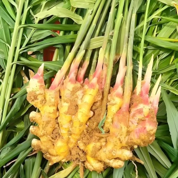 河南生姜
