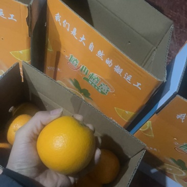 湖南麻阳冰糖橙，代办+一件代发