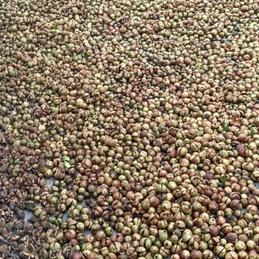油茶