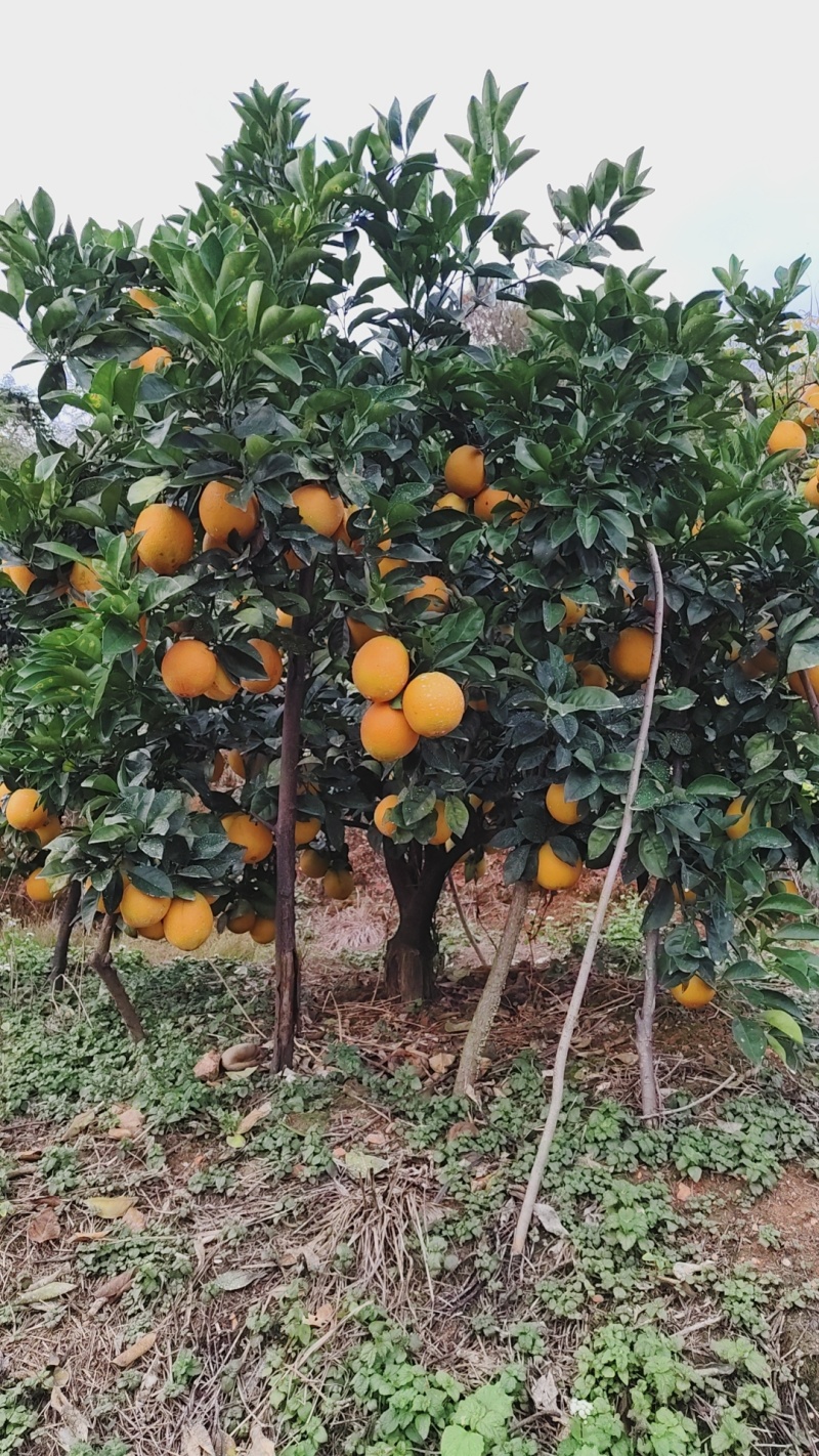 赣南信丰脐橙