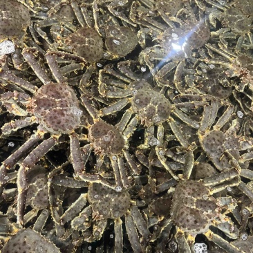 活的帝王蟹，红蟹。残的，掉一个腿，135一斤。