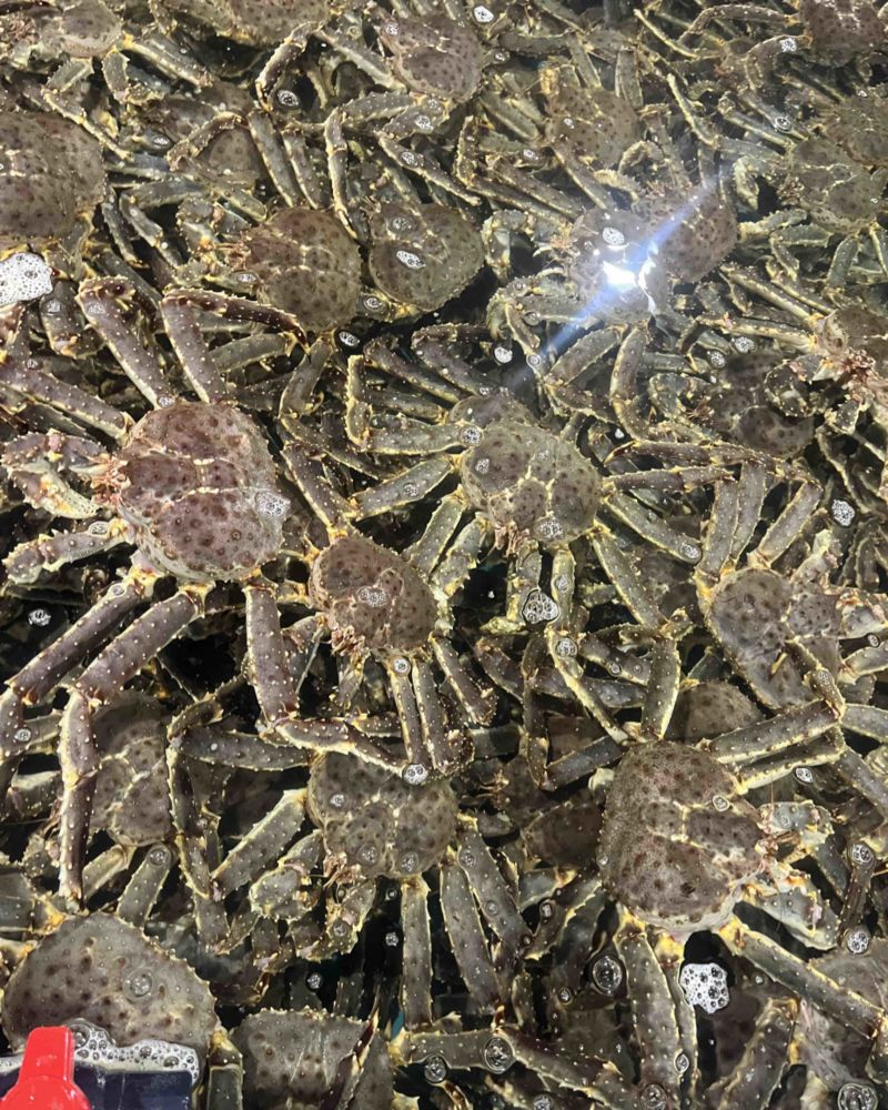 活的帝王蟹，红蟹。残的，掉一个腿，135一斤。