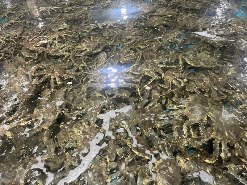 活的帝王蟹，红蟹。残的，掉一个腿，135一斤。