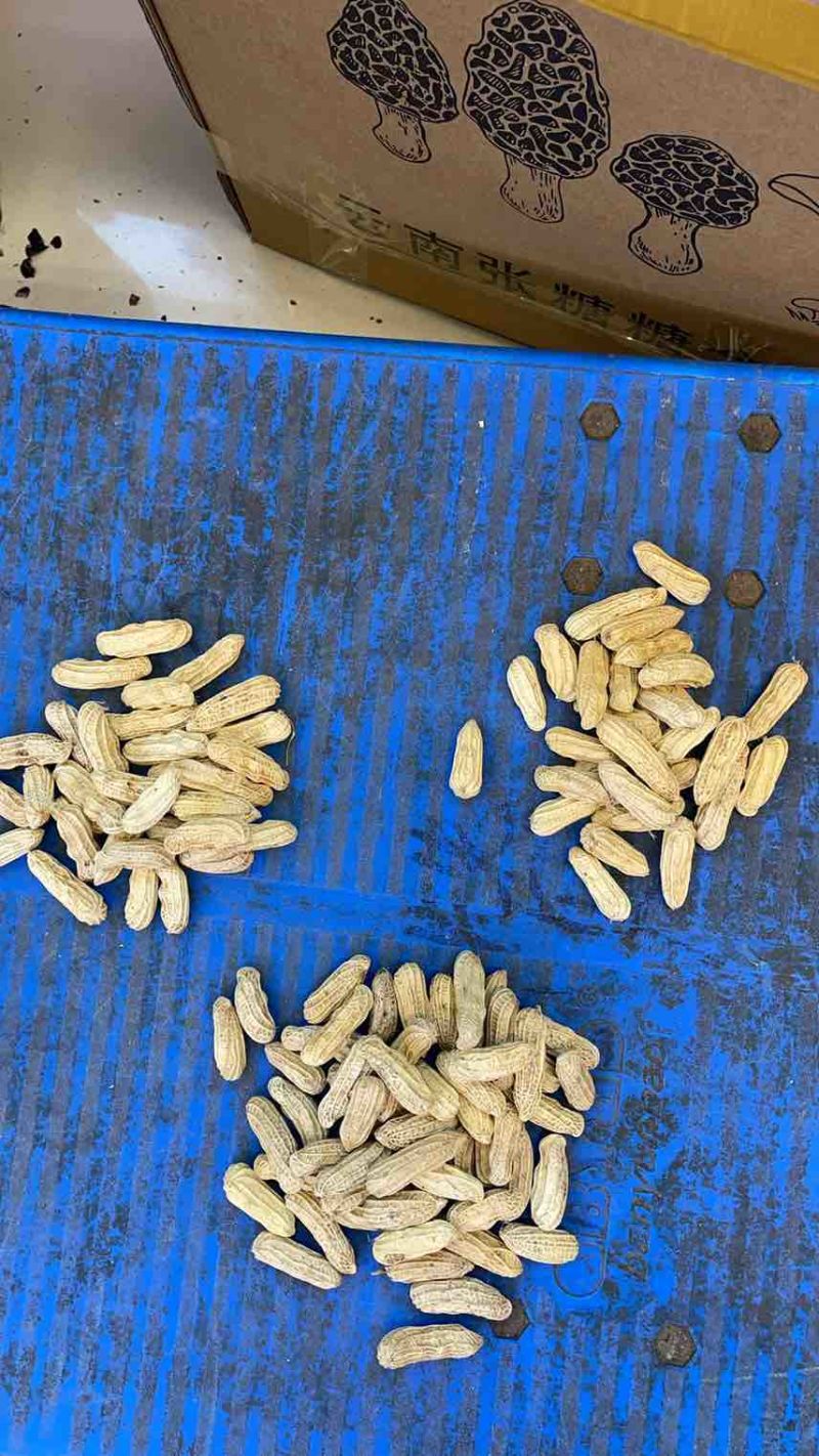 云南七彩花生，花青素含量丰富，奶香味，无科技狠活，