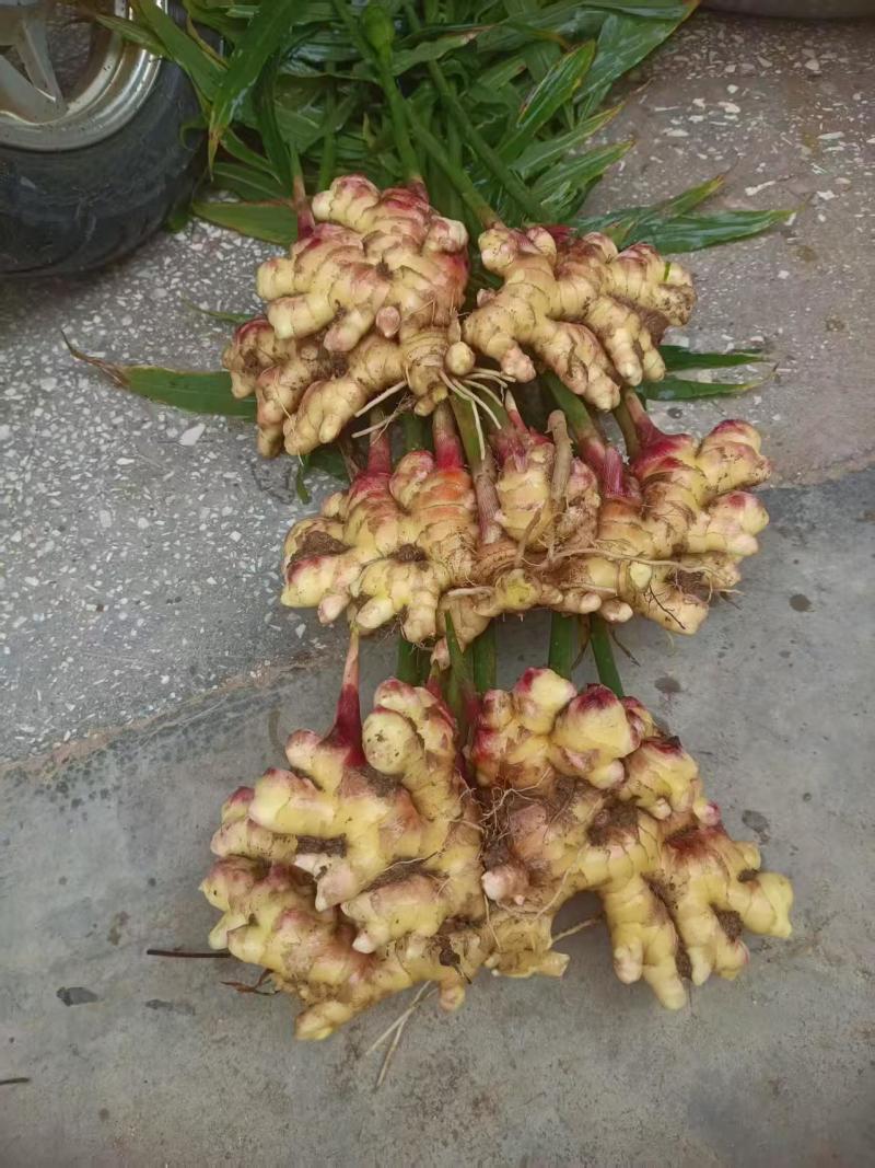 生姜