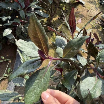 紫背天葵大量上市