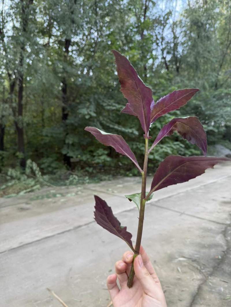 紫背天葵原产地大量上市，好货保质保量价格低，欢迎各位老板砸单
