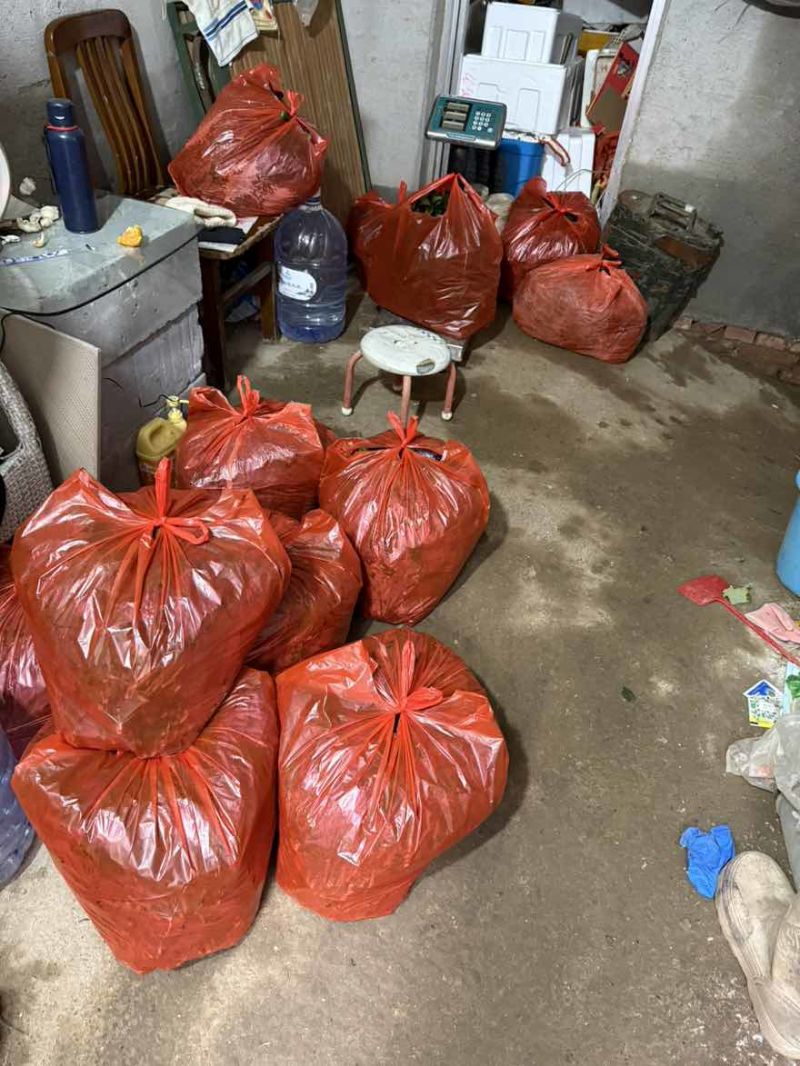 紫背天葵原产地大量上市，好货保质保量价格低，欢迎各位老板砸单