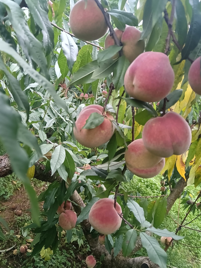 武定发窝冬桃