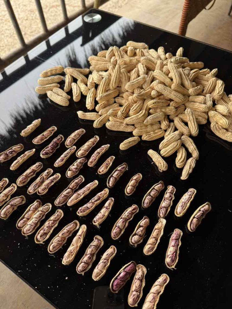 老板您好，我有云南七彩花生，云南黑花生机选带壳干货