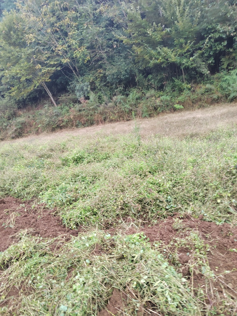 贵州大山里的党参