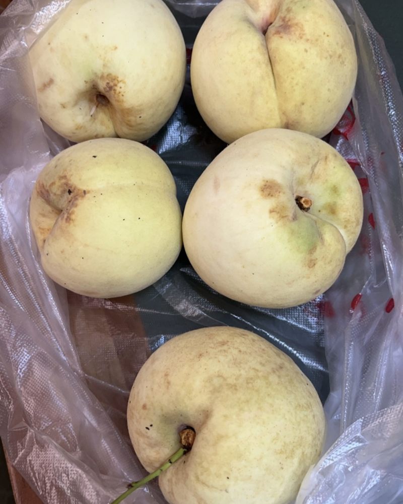 襄阳宜城市果园直供高品质大冬桃-加地球xcinxy沟通