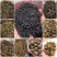 云南普洱红茶系列