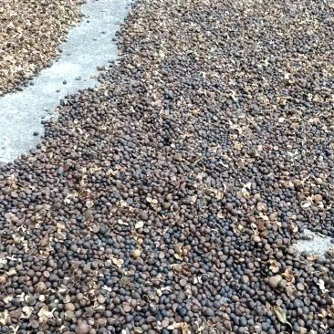 自家山地茶油，％正品数量不多
