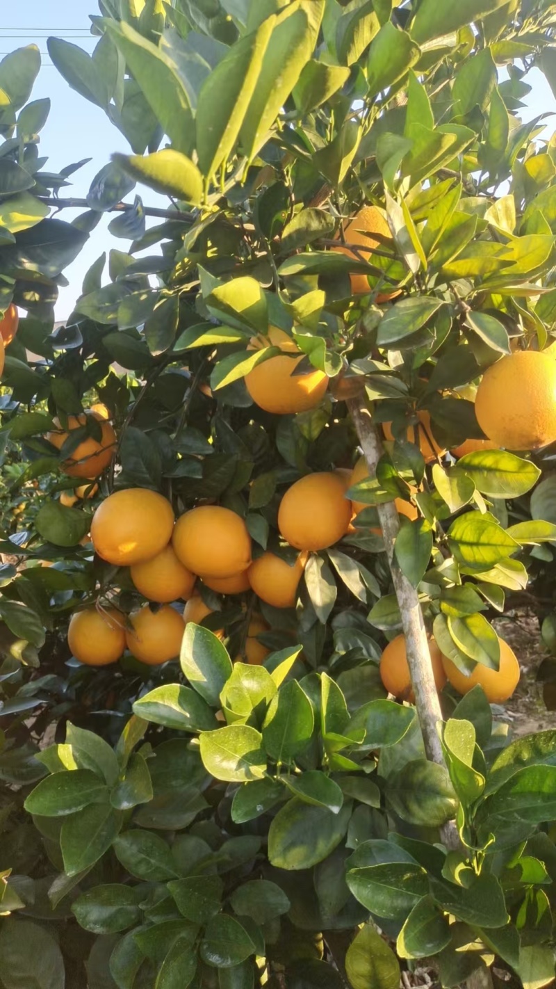 纽荷尔脐橙