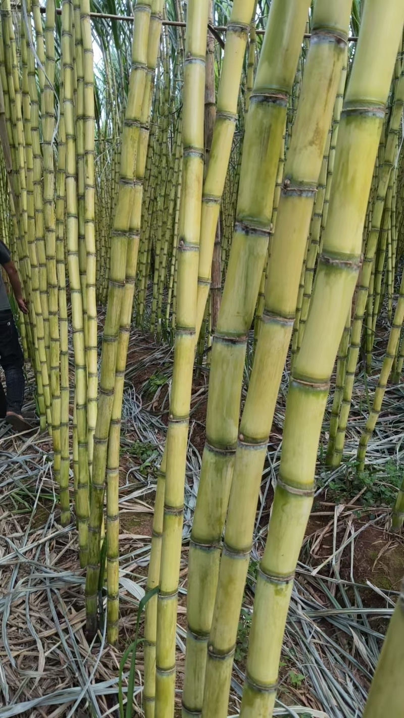 云南黄皮甘蔗