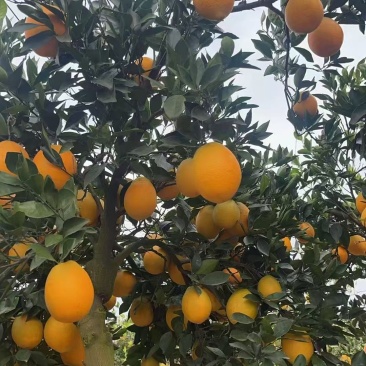 湖北脐橙