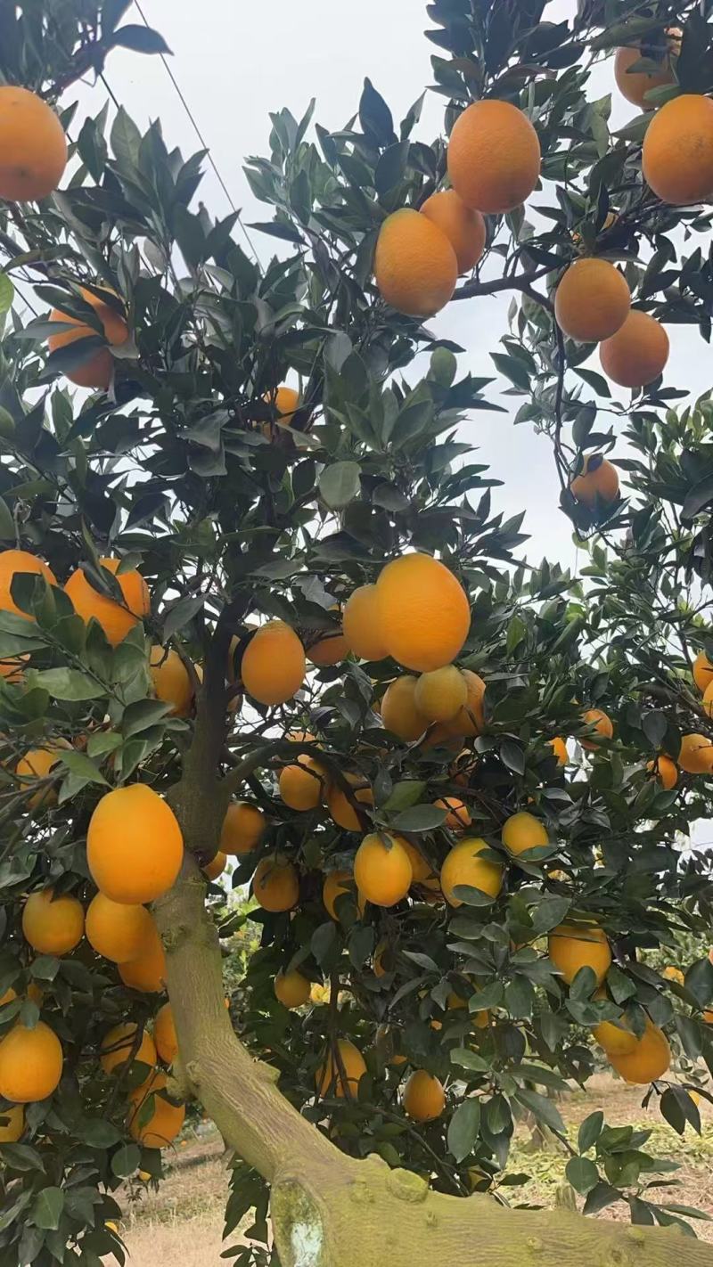 湖北脐橙