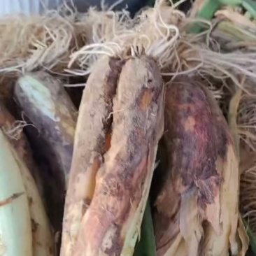 红葱