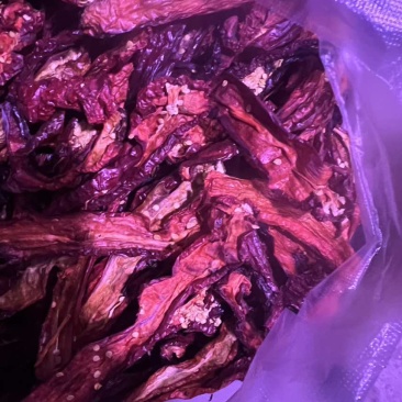 新疆辣皮子