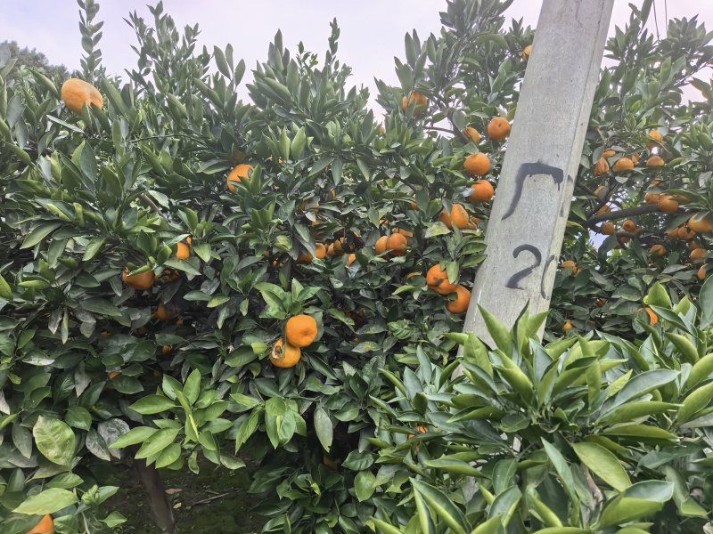 金堂蜜橘自家种的在四川周围的朋友可以来收购