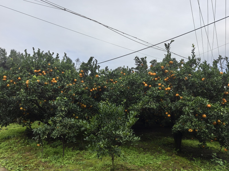 金堂蜜橘自家种的在四川周围的朋友可以来收购