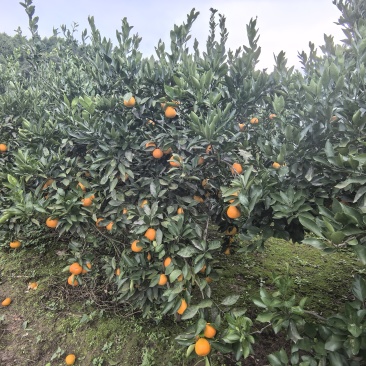 金堂蜜橘自家种的在四川周围的朋友可以来收购