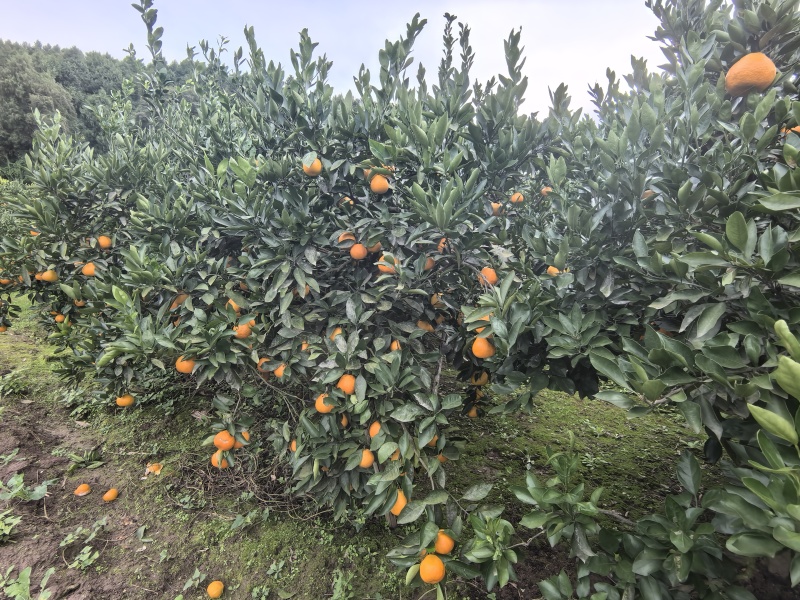 金堂蜜橘自家种的在四川周围的朋友可以来收购