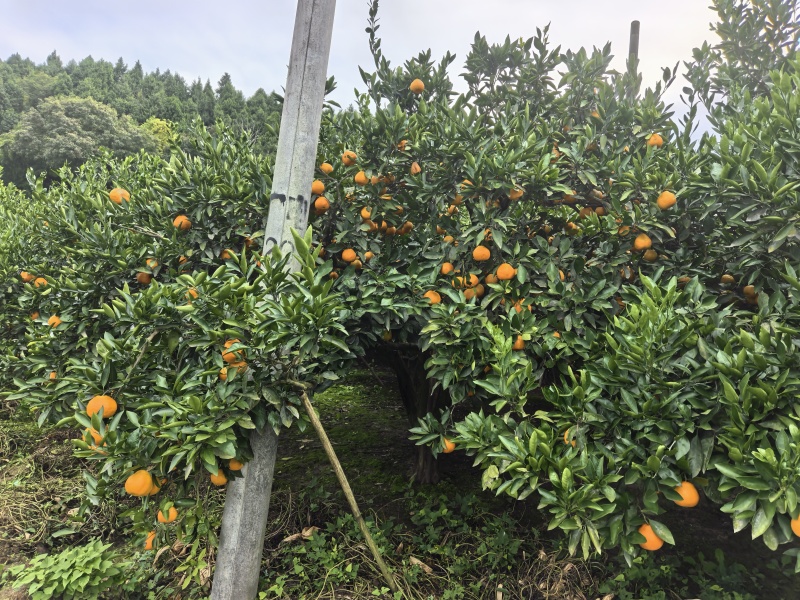 金堂蜜橘自家种的在四川周围的朋友可以来收购