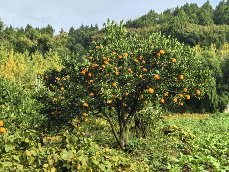 金堂蜜橘自家种的在四川周围的朋友可以来收购