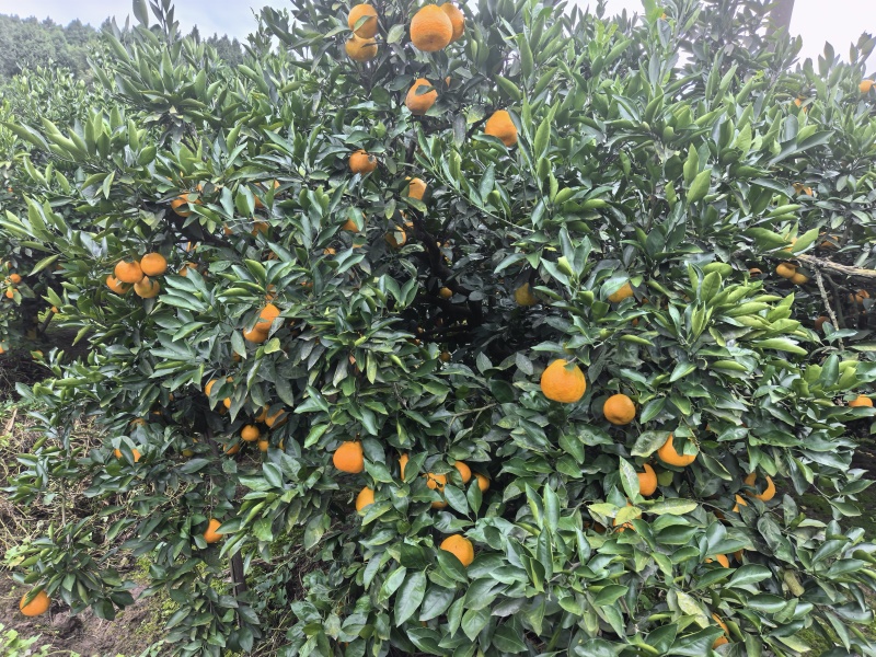 金堂蜜橘自家种的在四川周围的朋友可以来收购