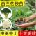 四季正宗西兰花蔬菜苗高产秧苗西蓝花菜苗冬季耐寒蔬菜苗