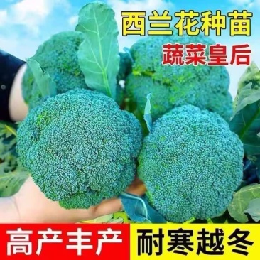四季正宗西兰花蔬菜苗高产秧苗西蓝花菜苗冬季耐寒蔬菜苗
