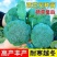 四季正宗西兰花蔬菜苗高产秧苗西蓝花菜苗冬季耐寒蔬菜苗