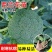 四季正宗西兰花蔬菜苗高产秧苗西蓝花菜苗冬季耐寒蔬菜苗