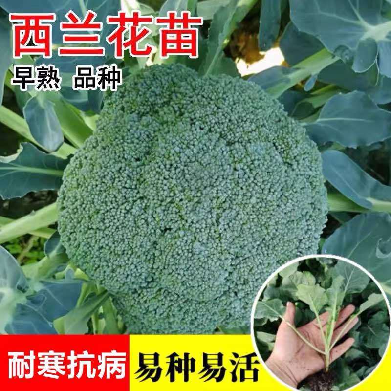 四季正宗西兰花蔬菜苗高产秧苗西蓝花菜苗冬季耐寒蔬菜苗