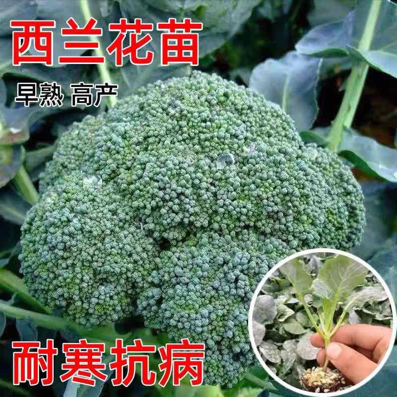 四季正宗西兰花蔬菜苗高产秧苗西蓝花菜苗冬季耐寒蔬菜苗