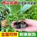 四季正宗西兰花蔬菜苗高产秧苗西蓝花菜苗冬季耐寒蔬菜苗