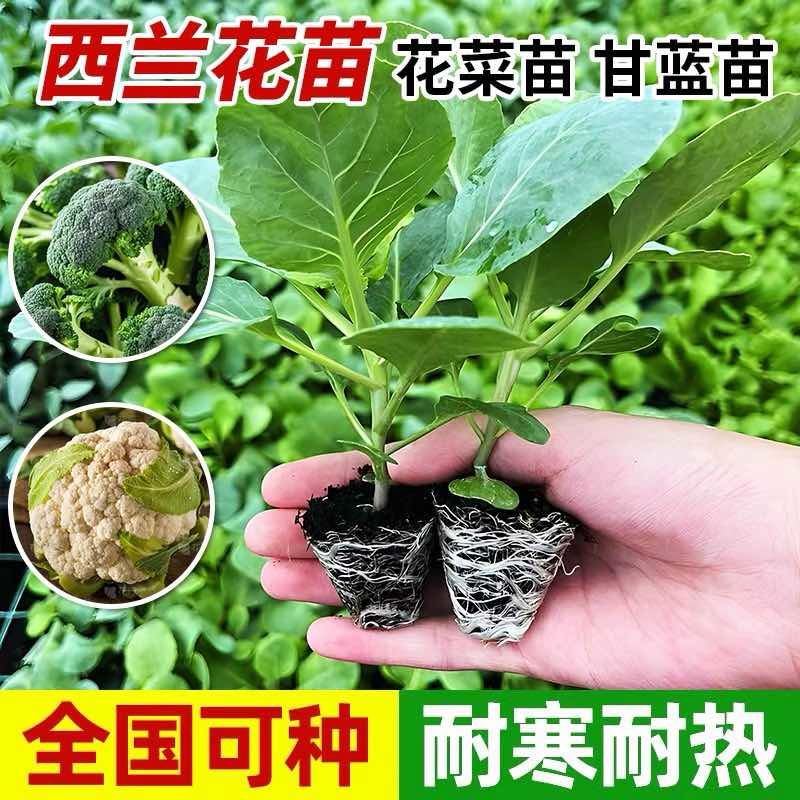 四季正宗西兰花蔬菜苗高产秧苗西蓝花菜苗冬季耐寒蔬菜苗